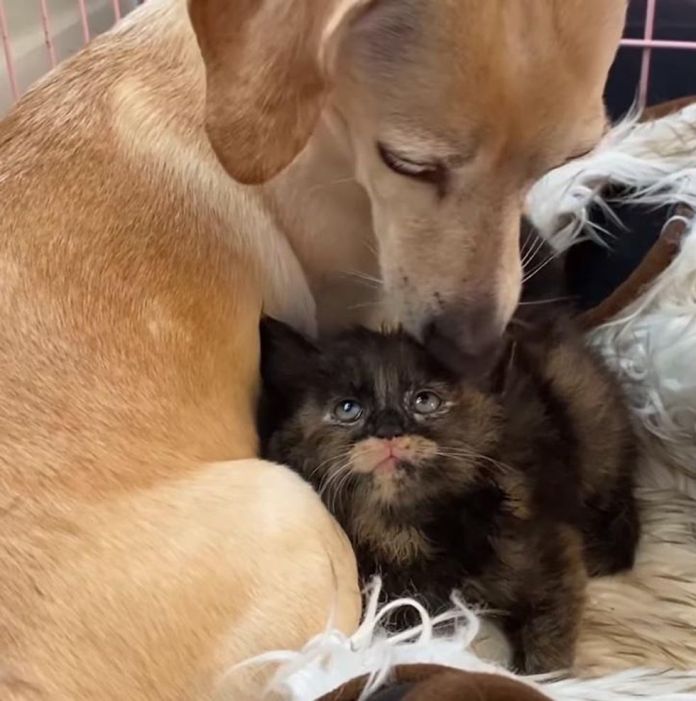 Без кота и жизнь не та