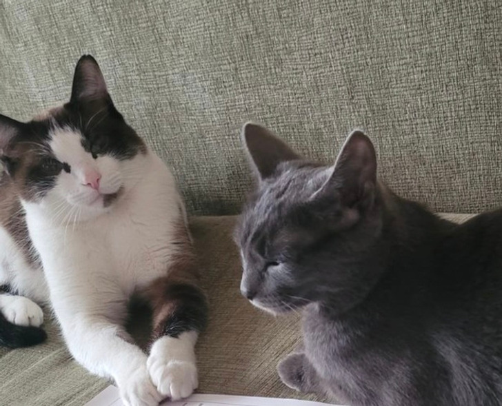 20+ добрых историй о том, как кот и человек однажды нашли друг друга 20+ добрых историй о том, как кот и человек однажды нашли друг друга