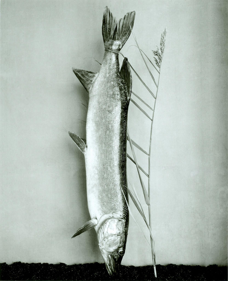 Как изящен кабачок! Удивительные натюрморты Ингара Краусса Как изящен кабачок! Удивительные натюрморты Ингара Краусса