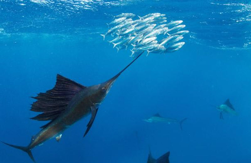 Какая рыба в океане плавает быстрее всех?