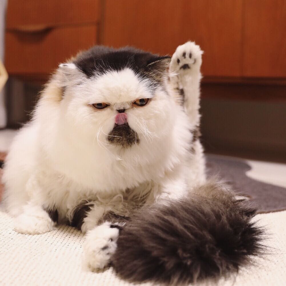 кот умывается