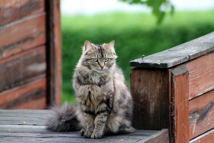 Почему кошка ждет нас у двери, когда мы возвращаемся домой Почему кошка ждет нас у двери, когда мы возвращаемся домой не всё так грустно