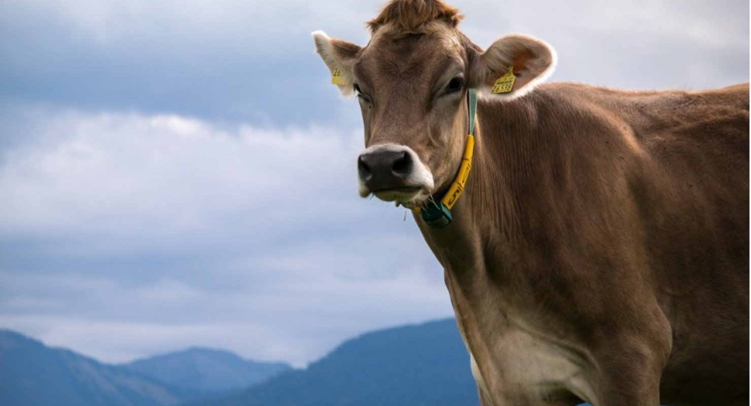 BMW будет добывать электричество из навоза