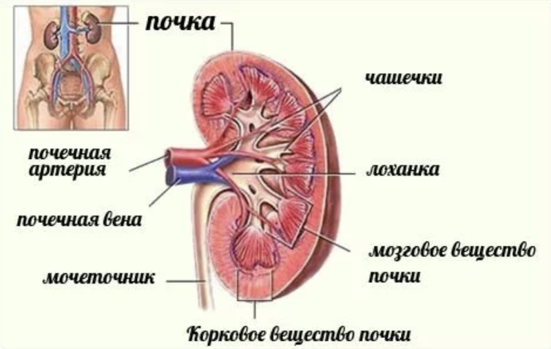 Где почки фото. Почки месторасположение. У человека почки расположены. Расположение почек у мужчин.