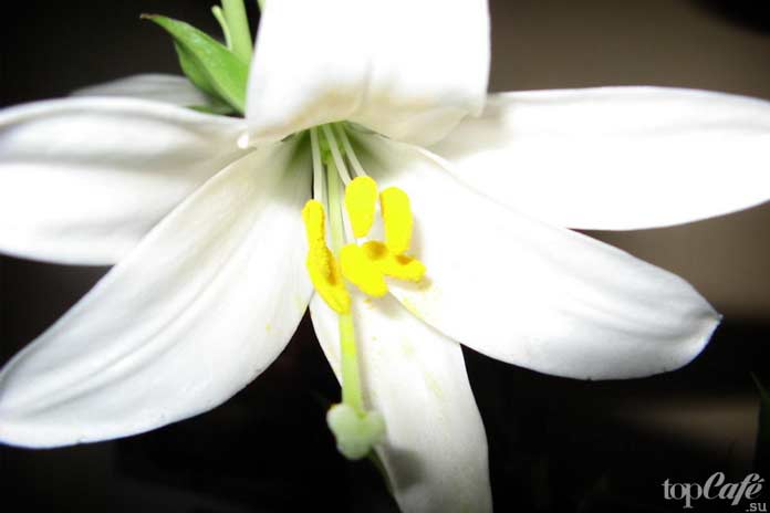 Комнатная лилия кандидум