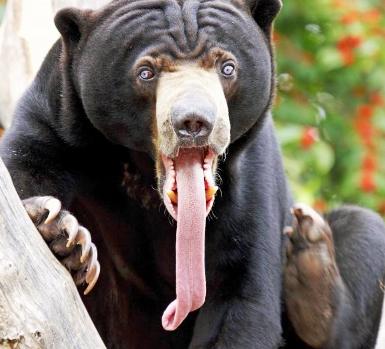 малайский медведь бесплатно
