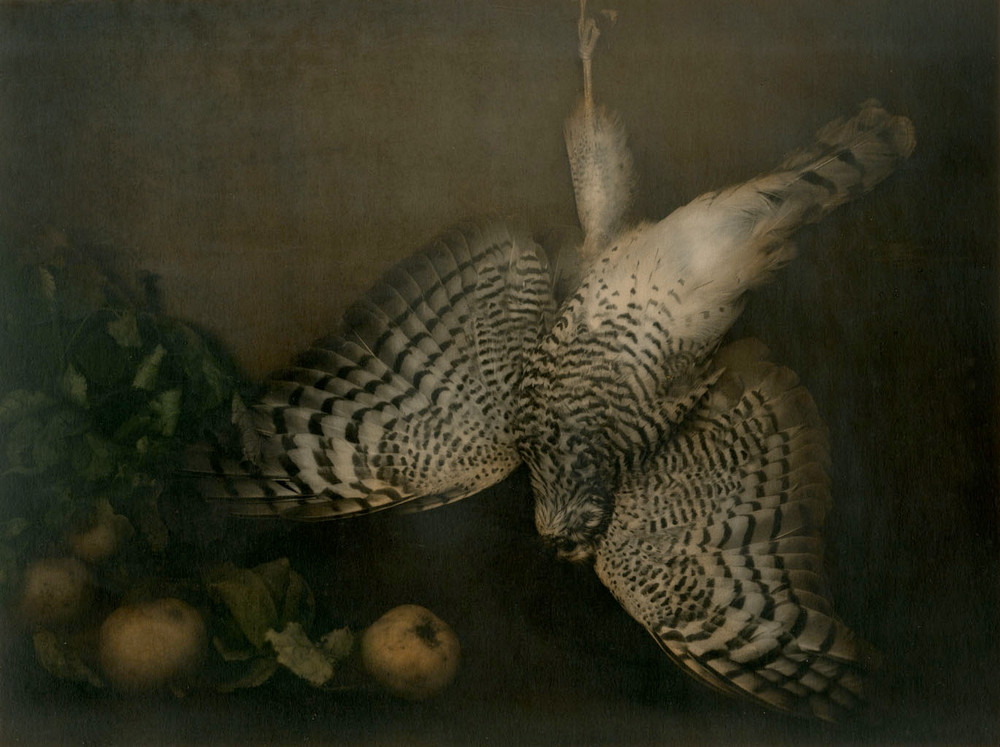 Как изящен кабачок! Удивительные натюрморты Ингара Краусса Как изящен кабачок! Удивительные натюрморты Ингара Краусса