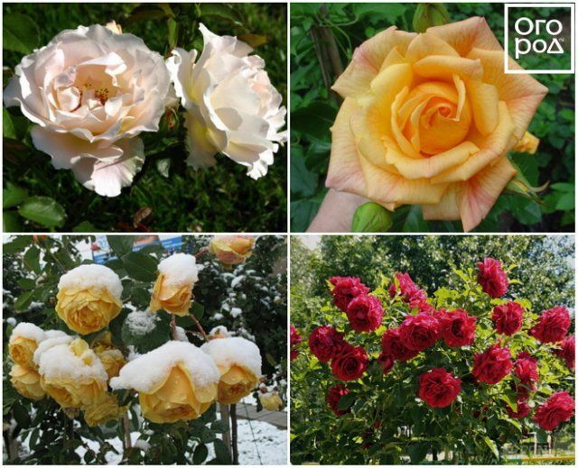 Какие бывают розы – обзор групп, типов и сортов могут, всего, которые, цветками, требуют, цветут, соцветия, махровыми, группу, отличаются, крупные, цветки, Высота, используют, собраны, осени, группе, чайногибридные, куста, выделяют