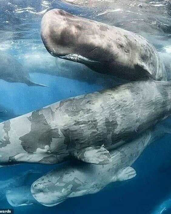 Самое загадочное животное планеты Земля Самое загадочное животное планеты Земля животные