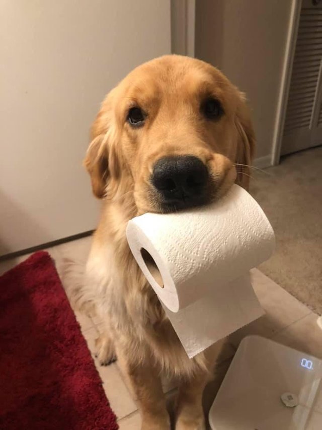 Безусловная любовь хозяев и домашних питомцев Безусловная любовь хозяев и домашних питомцев картинки