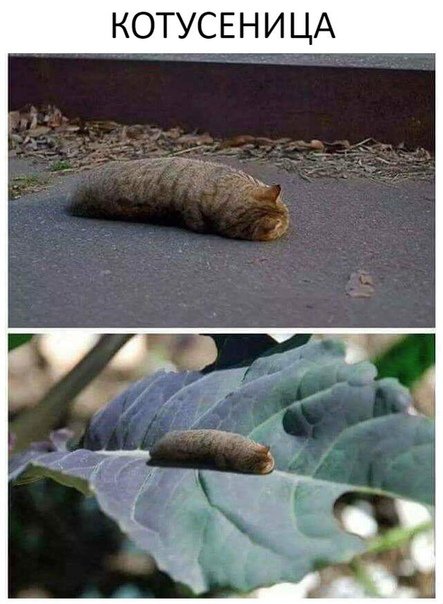 Смешные фотомемы ждут Смешные фотомемы ждут mir-interes.info