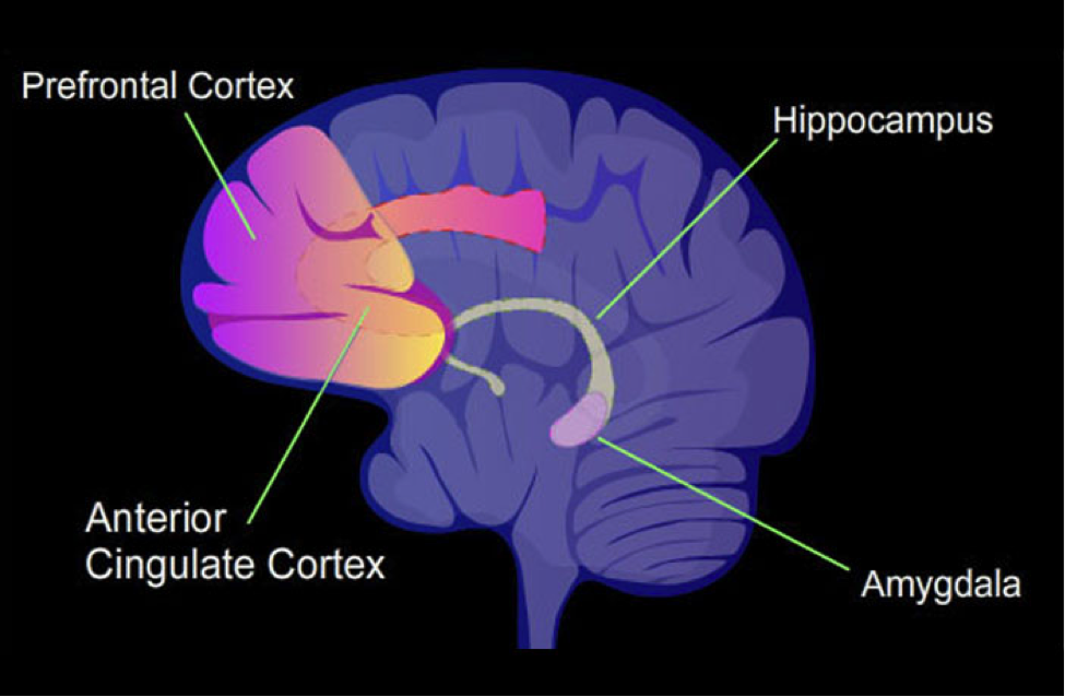 Миндалевидное тело. Кора головного мозга гиппокамп и Амигдала. Гиппокамп и миндалевидное тело. Депрессия миндалевидное тело и гиппокамп. Anterior cingulate Cortex.