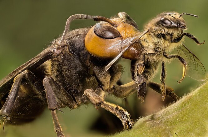 Японский гигантский шершень зовётся «судзумэбати», что переводится как «воробей-пчела». Почему? Потому что он размером с воробья. У этих шершней дурной нрав, огромные жала и чертовски сильный нейротоксический яд. Они помечают жертву особыми феромонами и преследуют её несколько километров. Они убивают 40 людей в год – больше чем любое другое насекомое или животное Японии.