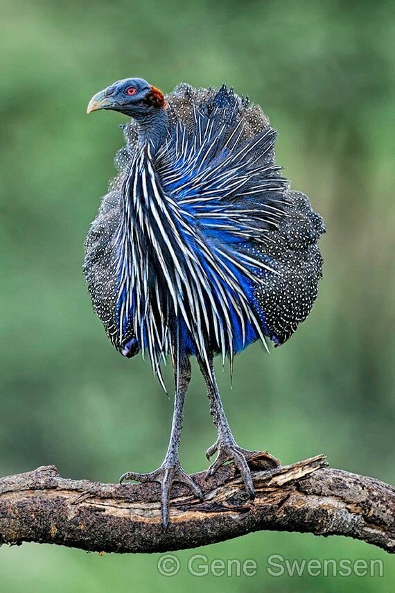 Природа-художник! Природа-художник! природа