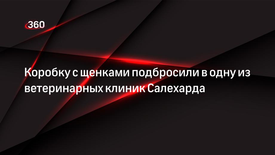 Коробку с щенками подбросили в одну из ветеринарных клиник Салехарда