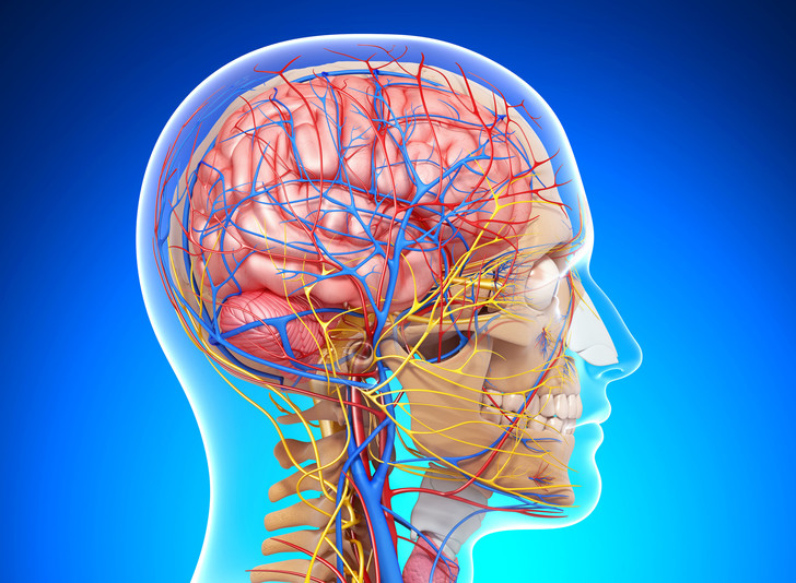 Слабые связи не восстанавливаются: ученые объяснили, как кровеносная система «запоминает» инсульт мозг,наука,физиология