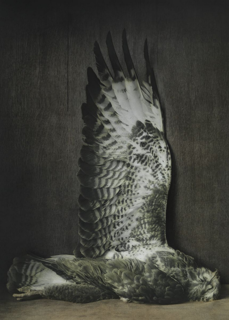 Как изящен кабачок! Удивительные натюрморты Ингара Краусса Как изящен кабачок! Удивительные натюрморты Ингара Краусса