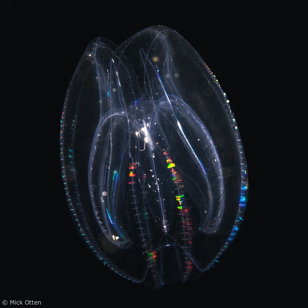 Гребневик — страшная угроза морям, проникла в Черное море животные