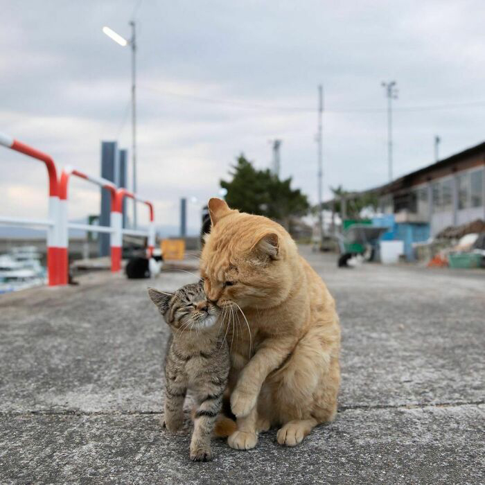 Бездомные коты со всего мира на уличных фотографиях японского фотографа коты,кошки,общество,питомцы,позитив,Токио,фотография,Япония