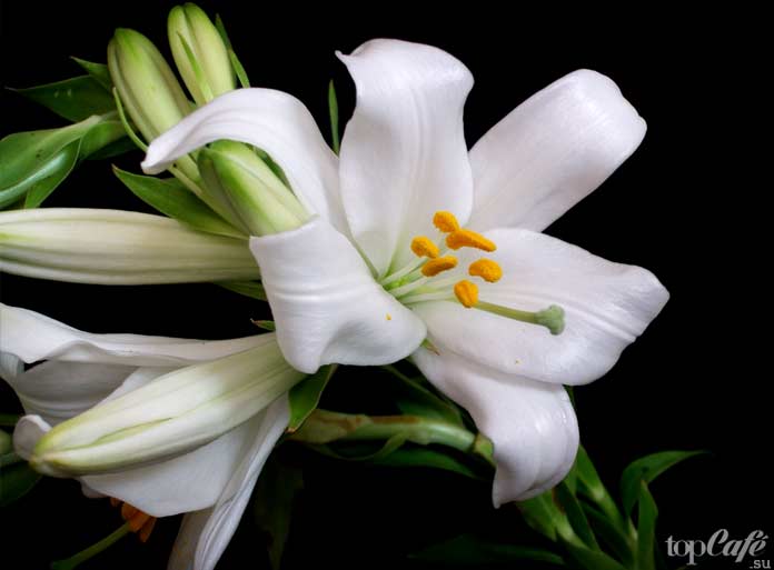 Комнатная лилия кандидум / Lilium candidum