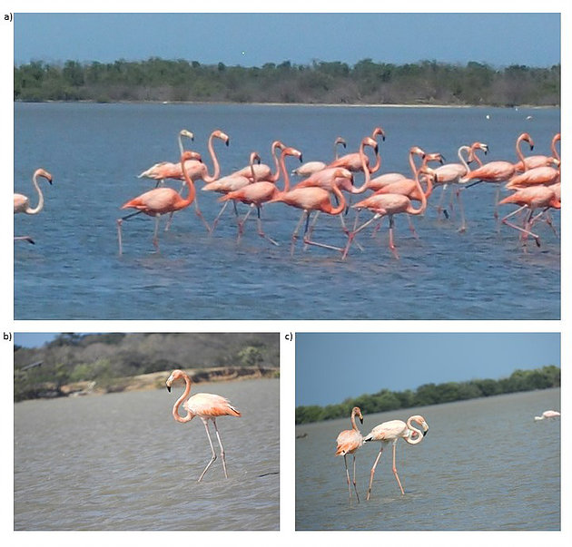 Картинки по запросу flamingos in colombia