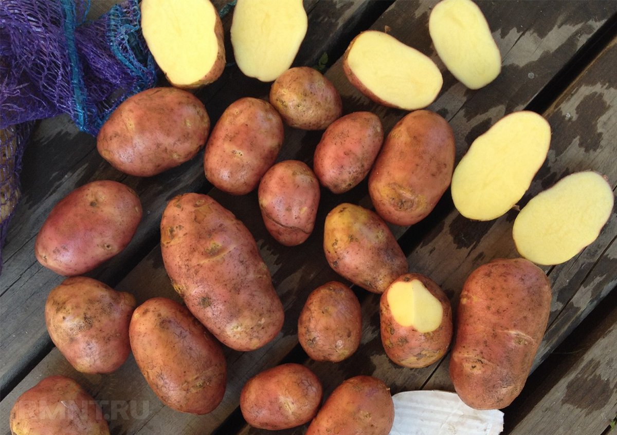 картофель сорт ред скарлет характеристика фото