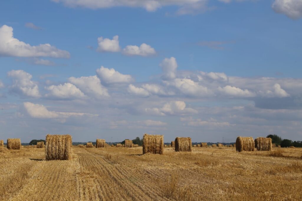 Аграрии Рязанской области намолотили более 1,4 млн тонн зерна