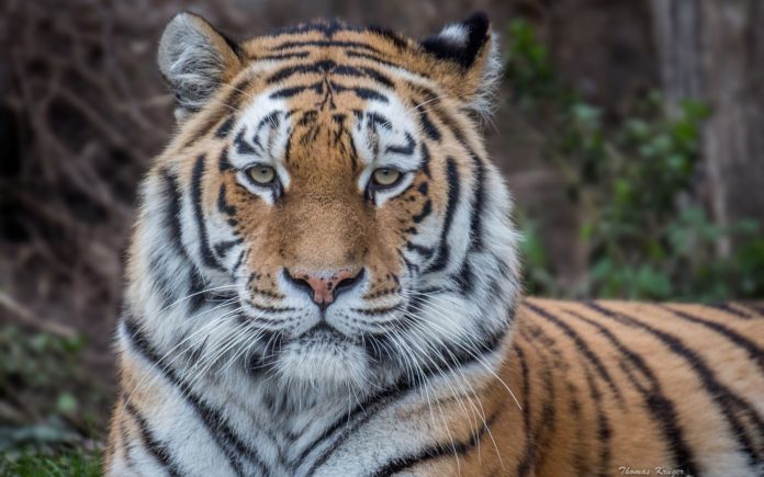 Амурский тигр (Panthera tigris altaica)