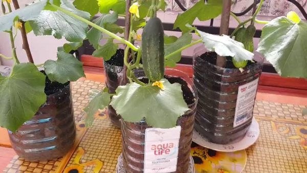 Тонкости выращивания огурцов в бутылке огород,огурцы
