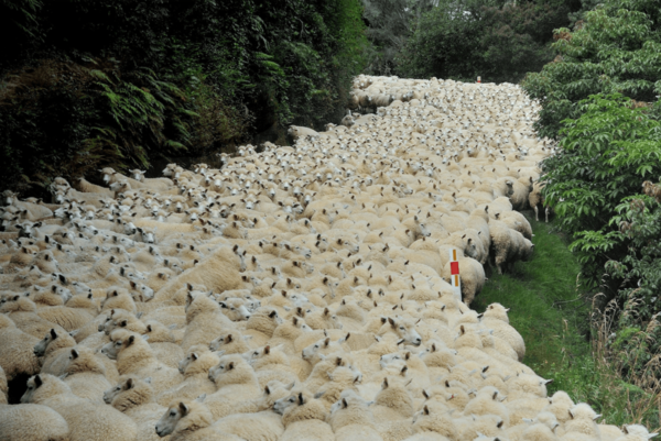 35 словечек о простых овечках: фото из жизни и бытия
