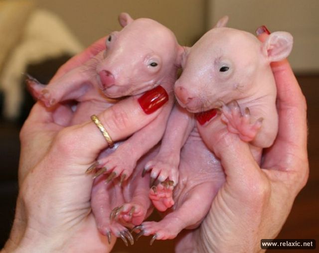 newborn-wombats_004