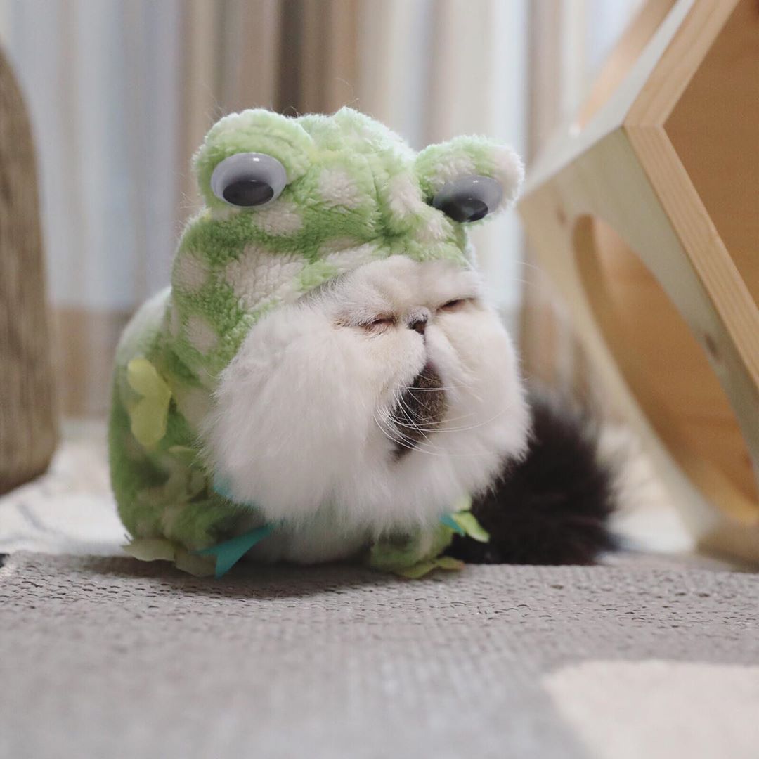 кот в костюме