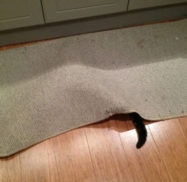 Животные, которые очень плохо играют в прятки Животные, которые очень плохо играют в прятки природа