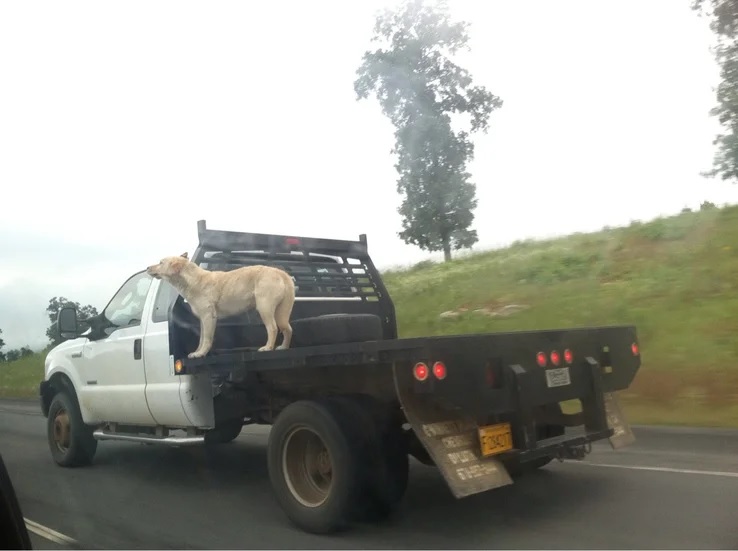 Самые странные автомобилисты и пассажиры месяца: подборка за август Самые странные автомобилисты и пассажиры месяца: подборка за август авто и мото,автоновости