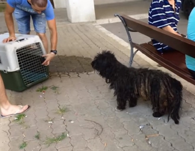 Пес и клетка