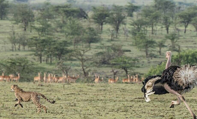 Ученые заметили, что гепарды стали бояться страусов. Кошки что-то рассказывают друг другу