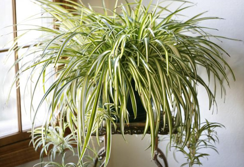 10 квартирных растений для очистки воздуха: дышится сразу лучше