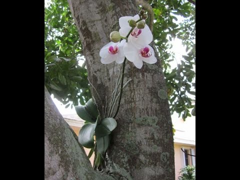 фото в природе орхидея онлайн фото в природе орхидея