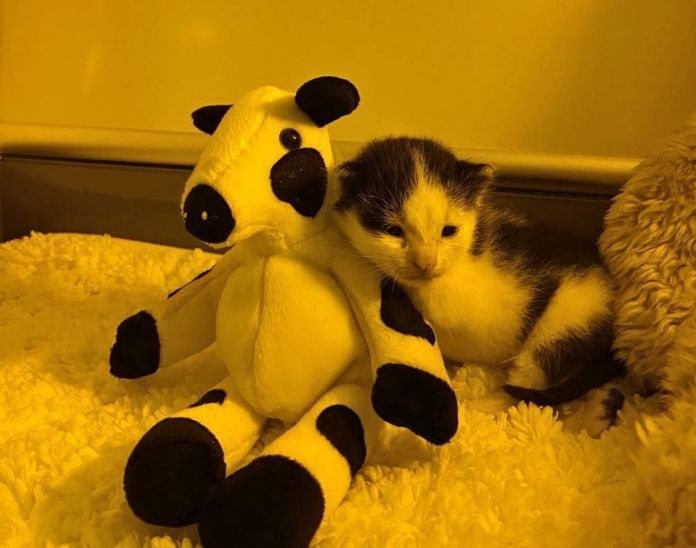 Без кота и жизнь не та