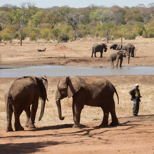 Слоны в заповеднике Яфута