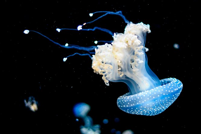 Раскрывая тайны: неизведанные океаны и их безграничные чудеса