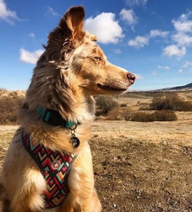 Собака сидит