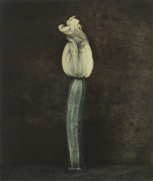 Как изящен кабачок! Удивительные натюрморты Ингара Краусса