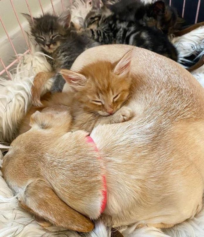 Без кота и жизнь не та