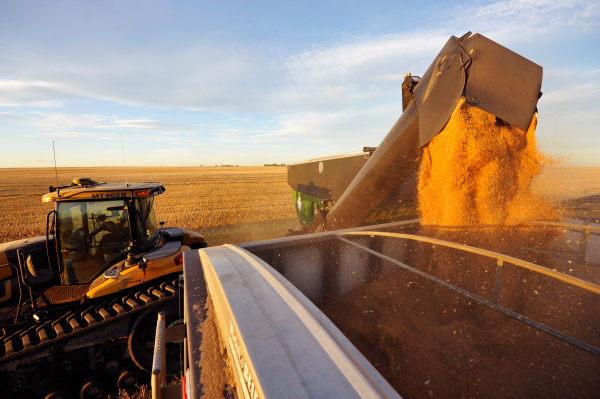 Эксперты прогнозируют рекордный урожай зерна в России