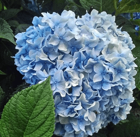 Садоводу на заметку - неприхотливые многолетние цветы для сада садоводу на заметку,цветы