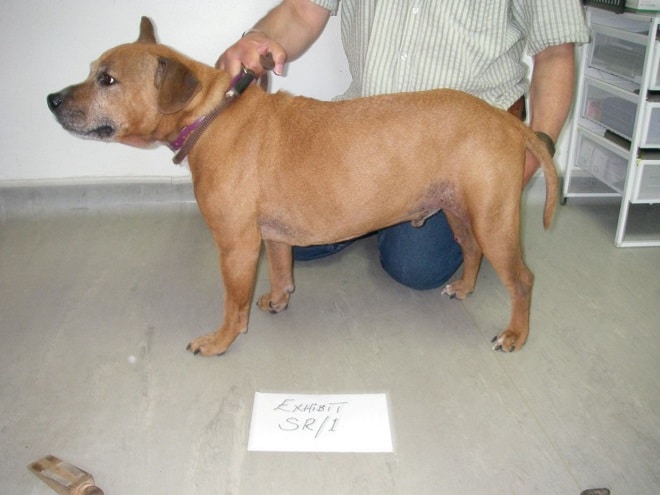 Собака стоит