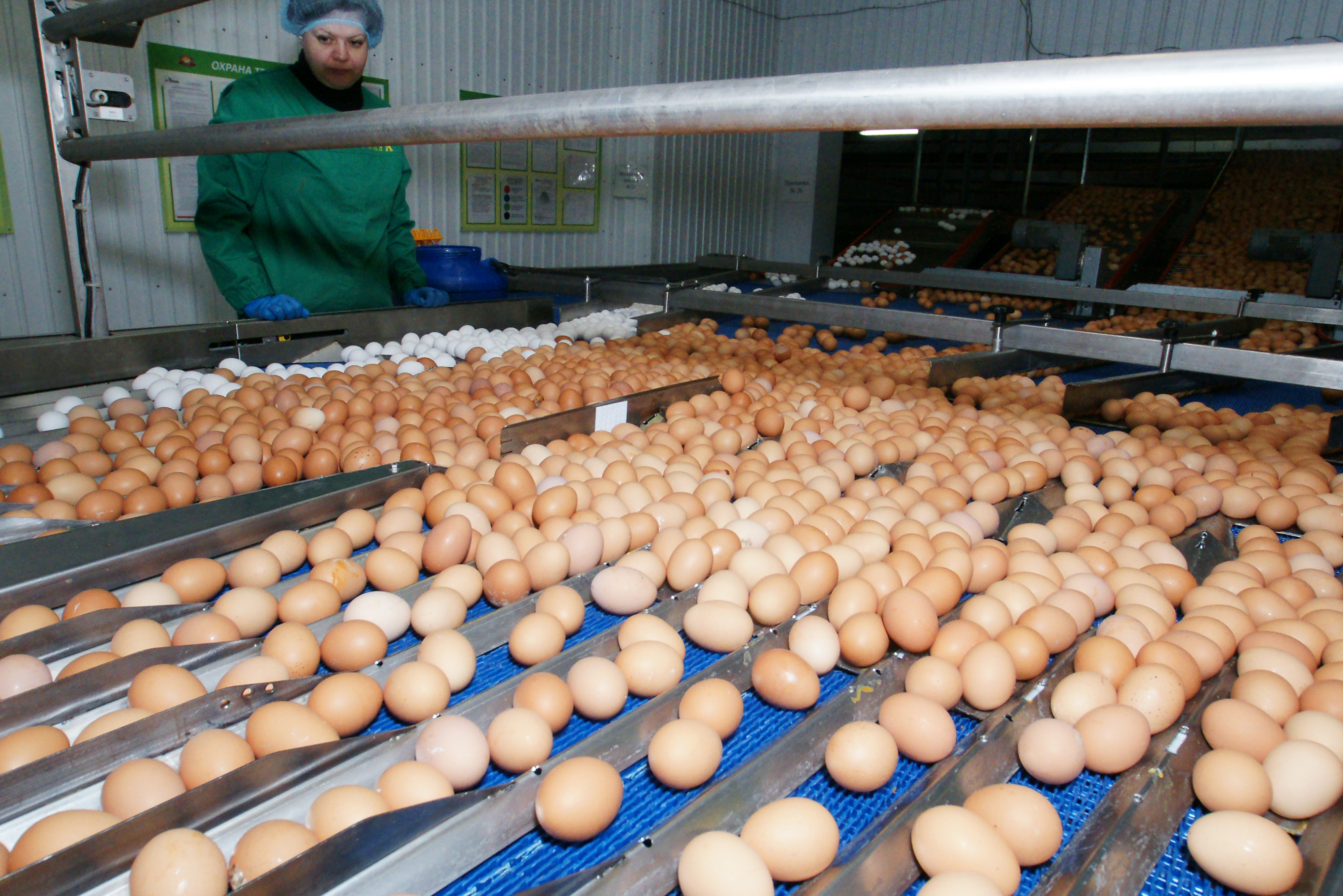 Казахстан увеличит мощность четырех птицефабрик