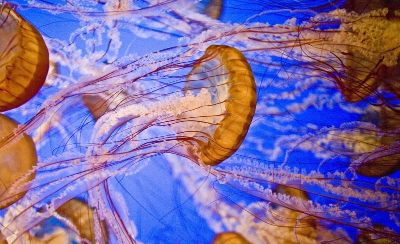 Подводный мир 78. Самые красивые и яркие медузы