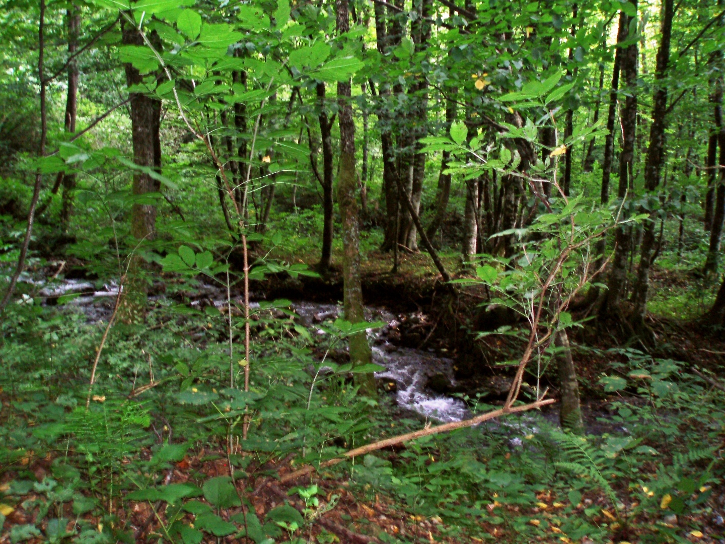 Красная Поляна. Прогулка вдоль реки Бешенка Красная Поляна. Прогулка вдоль реки Бешенка